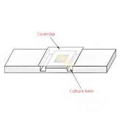 Cover glass for counting chamber 0