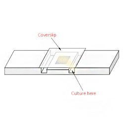 Cover glass for counting chamber 0